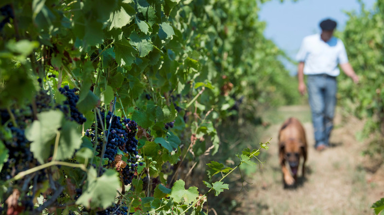 Globale Weinproduktion erreicht höhsten Stand seit 15 Jahren 