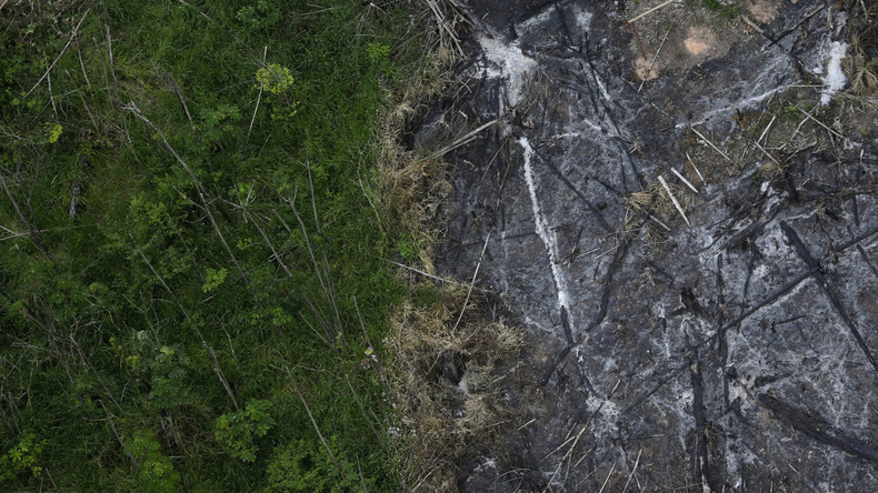 Neue Studie: Weltweit zwölf Millionen Hektar Tropenwald "verschwunden" 