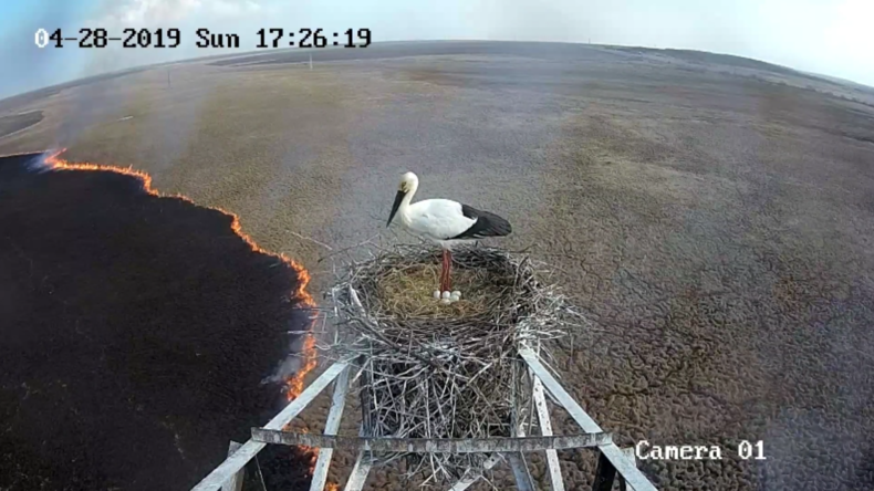 Überwachungskamera bei seltenem Storchennest erfasst Buschfeuer in russischer Region Amur