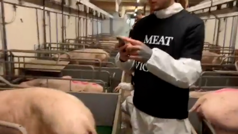 Veganer besetzen Schweinestall – Bauern halten dagegen, kippen ihre Autos um und grillen