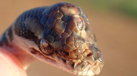 Australische Parkaufseher entdecken Schlange mit drei Augen