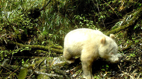 Weiß von Kopf bis Pfote: Naturpark in China veröffentlicht weltweit erste Fotos von Albino-Panda
