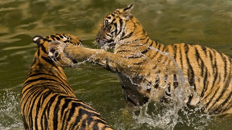 Putin über Russland im Handelskrieg: Wenn Tiger im Tal kämpfen, wartet der schlaue Affe das Ende ab