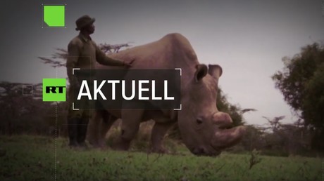 Kommt bald das erste Retorten-Nashorn? Wissenschaftler wollen bedrohte Art retten (Video)