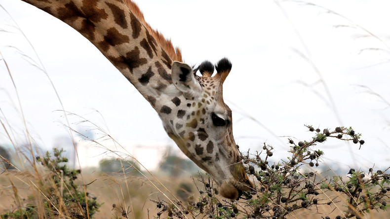 Mann besteigt Giraffe im Zoo – Tier wirft Reiter ab