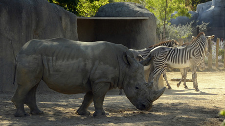 Zoobesucher bekritzeln Nashorn und bringen Öffentlichkeit gegen sich auf