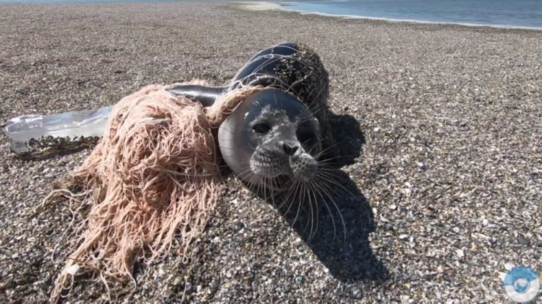 Kasachstan: Aktivisten befreien in Fischernetzen verhedderte Kaspische Robben