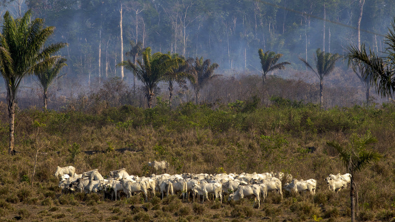 Umdenken im Agrargeschäft? Amazonas-Zerstörung ruft in Brasilien unterschiedliche Reaktionen hervor