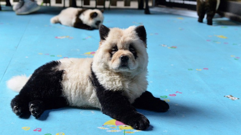 Empörung im Internet: Tiercafé in China färbt Hunde im Panda-Stil