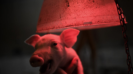 Für die Tonne – Millionen Ferkel sterben qualvoll vor der Schlachtung