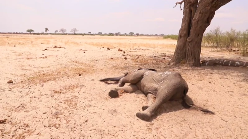 Simbabwe: Über 100 Elefanten verhungern inmitten schwerer Dürren