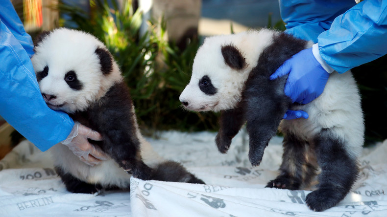 Traumhafte Namen: Berliner Panda-Jungs werden getauft (Video)