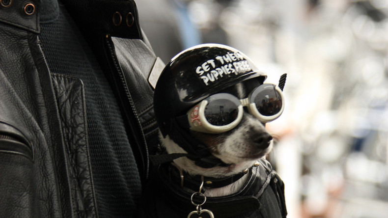 Sicher ist sicher: Hunde dürfen auch behelmt Motorrad fahren