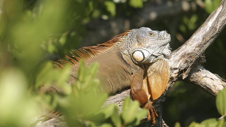 Warnung vor fallenden Leguanen: Einwohner Floridas von untypischem Wetterbericht überrascht