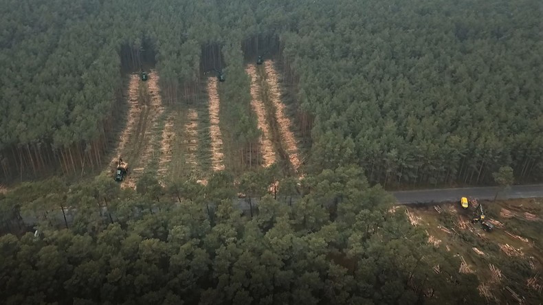 Rodung hat begonnen: Tesla fällt Hunderte Bäume in Brandenburg trotz ausstehender Genehmigung