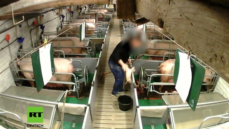 Billiges Fleisch: Das unsagbare Leiden der Schweine (Video)
