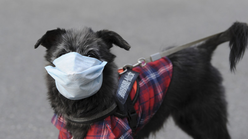 Hongkong: Hund einer Patientin nach positivem Coronavirus-Test in Quarantäne