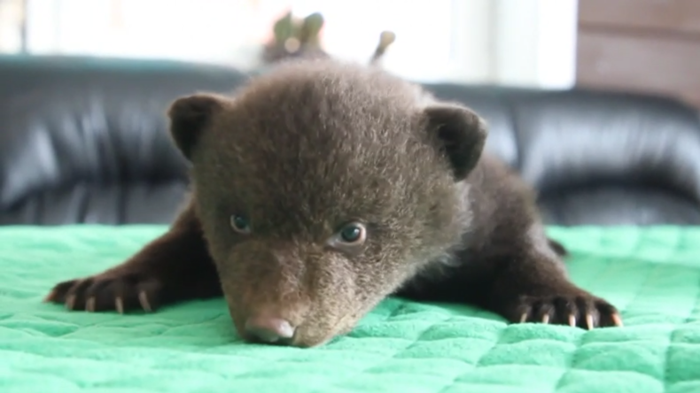 Drei Bärenwelpen in Karton vor Irkutsker Tierheim gefunden