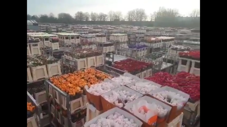 Einschränkungen durch Coronavirus: Holland muss Millionen Blumen vernichten