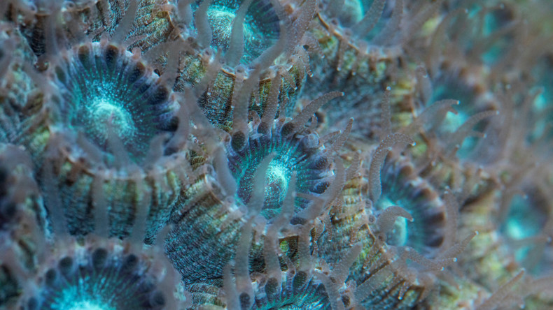 Chinesische Forscher identifizieren Korallenarten zur Wiederherstellung abgestorbener Koralleninseln