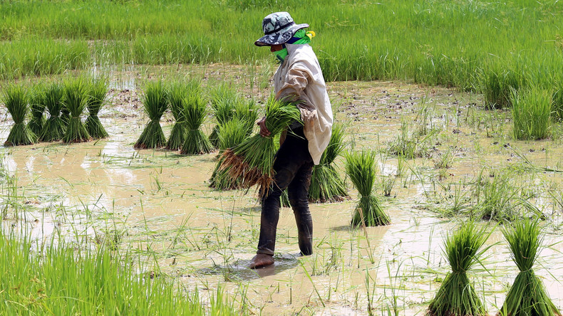 COVID-19 und die globale Ernährungssicherheit: Reis- und Weizenpreise steigen erheblich