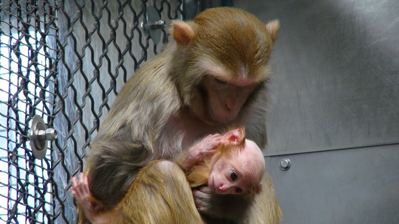 Millionen Versuchstiere gezüchtet und ungenutzt getötet – Aber gegen COVID-19 müssen Affen ran
