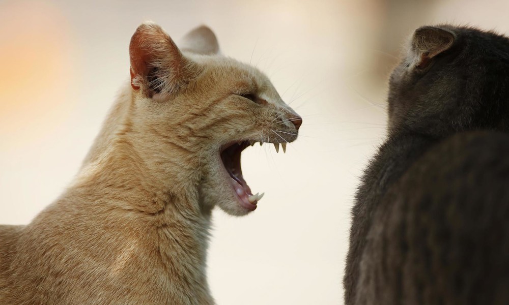 Katzenstreit in Livesendung: Reporterin bemüht sich um gute Miene zum bösen Spiel