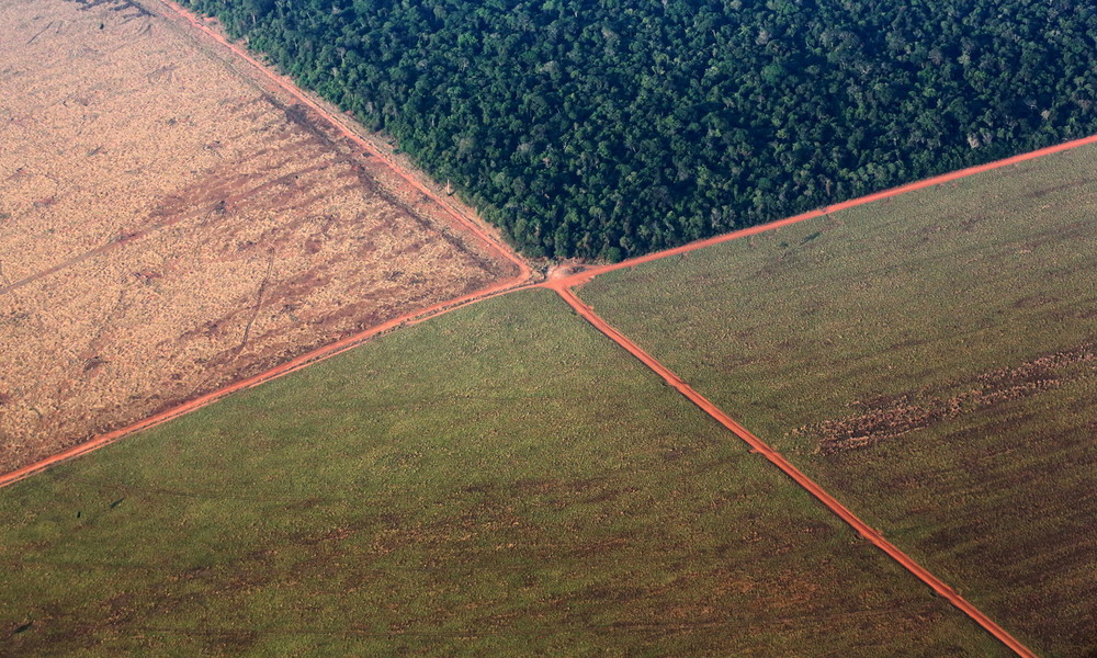 WWF: Tropenwald-Zerstörung nahm im "Corona-Monat" März weltweit massiv zu