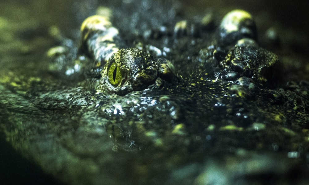 Adolf Hitlers Zeitgenosse stirbt im Moskauer Zoo: Geheimnis des Alligators Saturn bleibt ungelöst