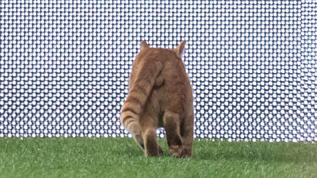 Superstar im Katzen-Fußball: Stubentiger beweist Menschen seine Torwart-Begabung