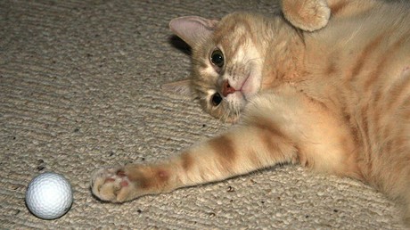 Enttäuschung für Katzenfans: Video mit Kater als Torwart ist manipuliert – Blogger gibt Fälschung zu