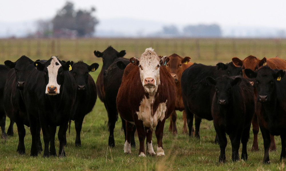 Bauern warnen vor "Kulikitaka-Challenge": Erschrockene Kühe können lebensgefährlich sein