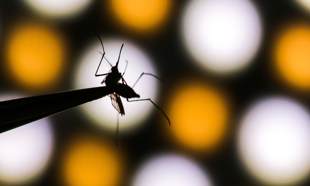 Norwegerin zeigt ihre "Fangausbeute": Zehn Liter Mücken in zehn Tagen