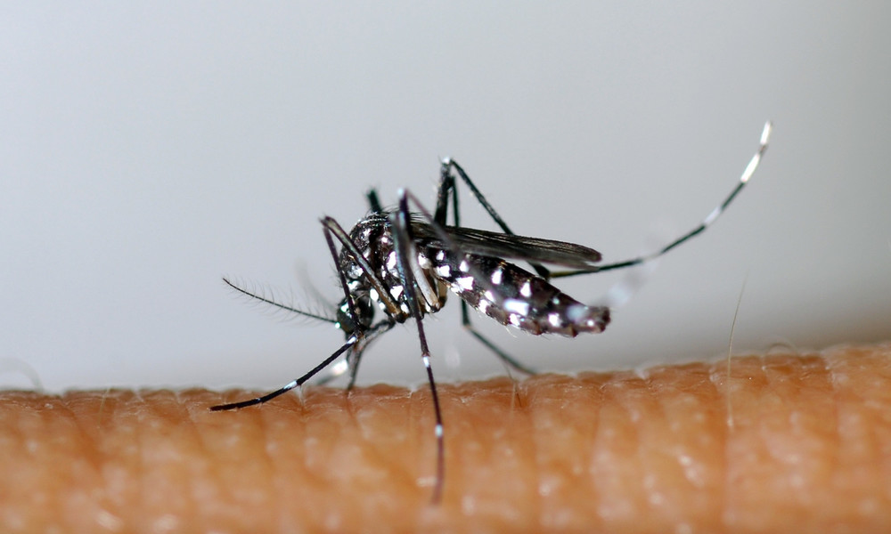 Flying security risk in Europe: How dangerous is the Asian tiger mosquito?