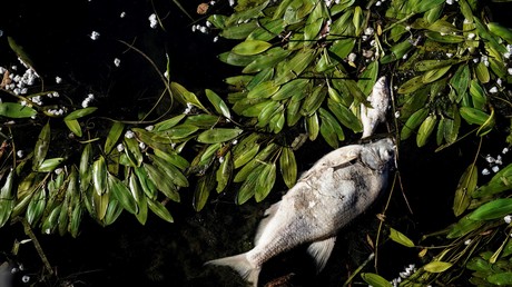 Nestlé-Fabrik für Kapselkaffee verursacht massives Fischsterben in Frankreich