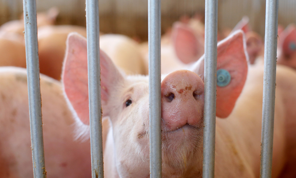 Afrikanische Schweinepest: China blockiert Schweinefleischimporte aus Deutschland