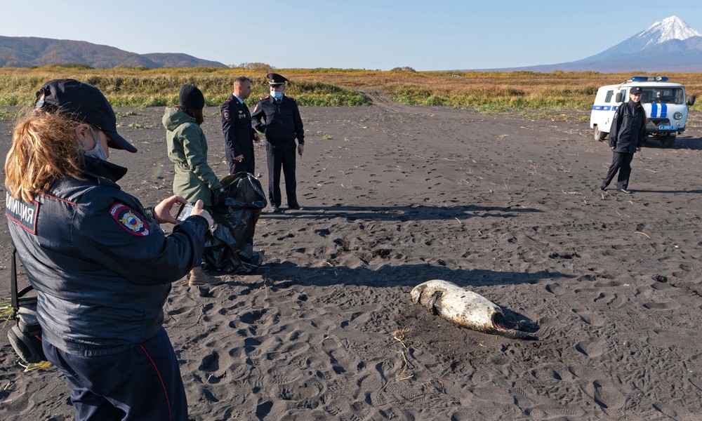 Russland: Massensterben von Seetieren vor Kamtschatka – Wasserkontamination als mögliche Ursache