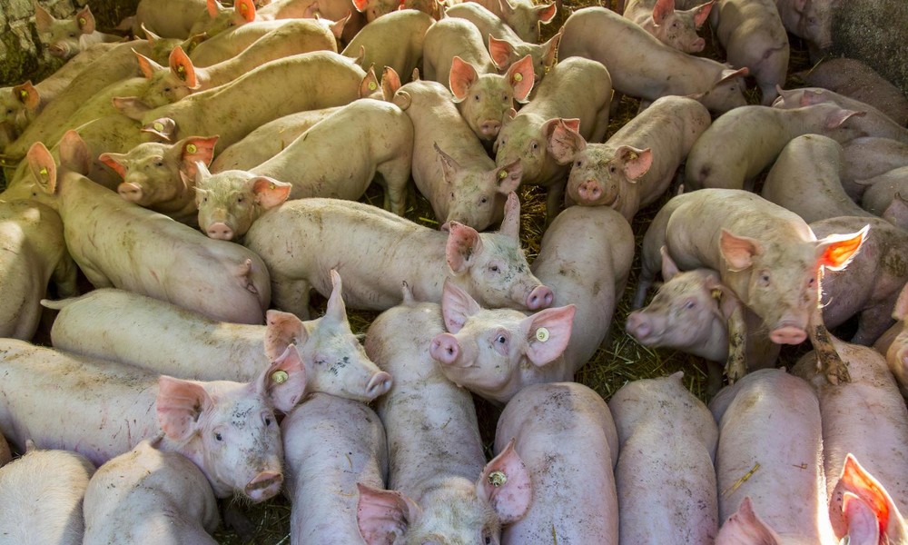 Studie: Massentierhaltung birgt Gesundheitsrisiken – Schweinehalter wollen mehr schlachten
