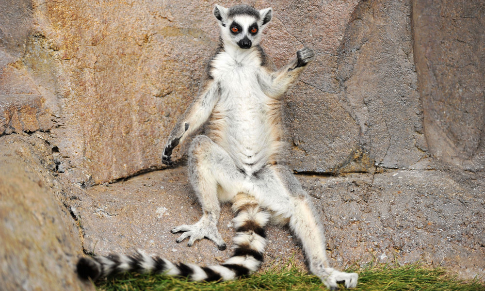 Tierisches Kidnapping: Entführter Lemur kehrt in US-Zoo zurück