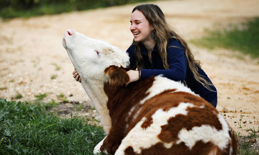 Neuer Wellnesstrend für Stressabbau: Kuscheln mit Kühen