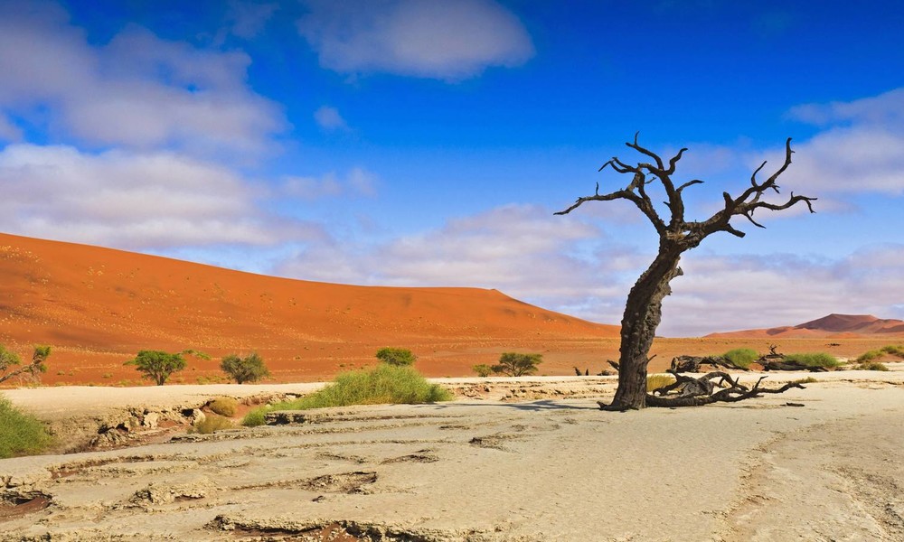 Im Namen des Klimas: Hamburger Umweltbehörde will Steinkohle durch Buschholz aus Namibia ersetzen