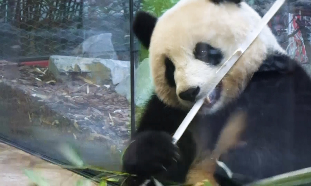Berliner Zoo im Lockdown-Modus: Trotz offenem Außengelände kaum Besucher (Video)