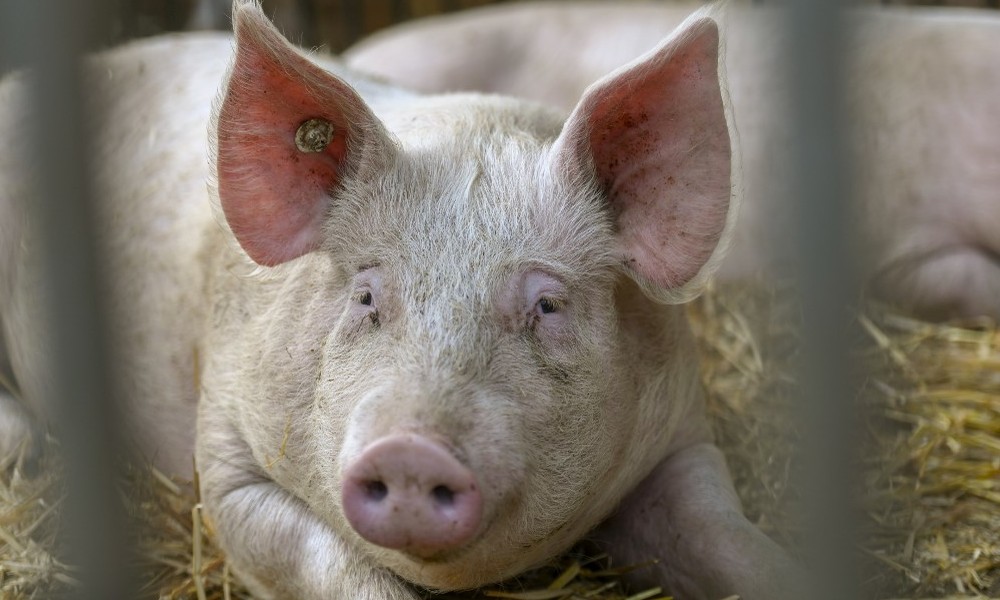 Nach Bauernprotesten: Lidl erhöht Preise für Schweinefleisch