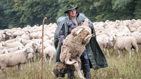 Der Hüther hütet die Schaf'