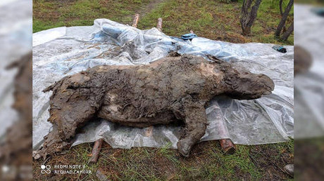 Sibirien: 20.000 Jahre altes und vollständig erhaltenes Wollnashorn aus Permafrost ausgegraben