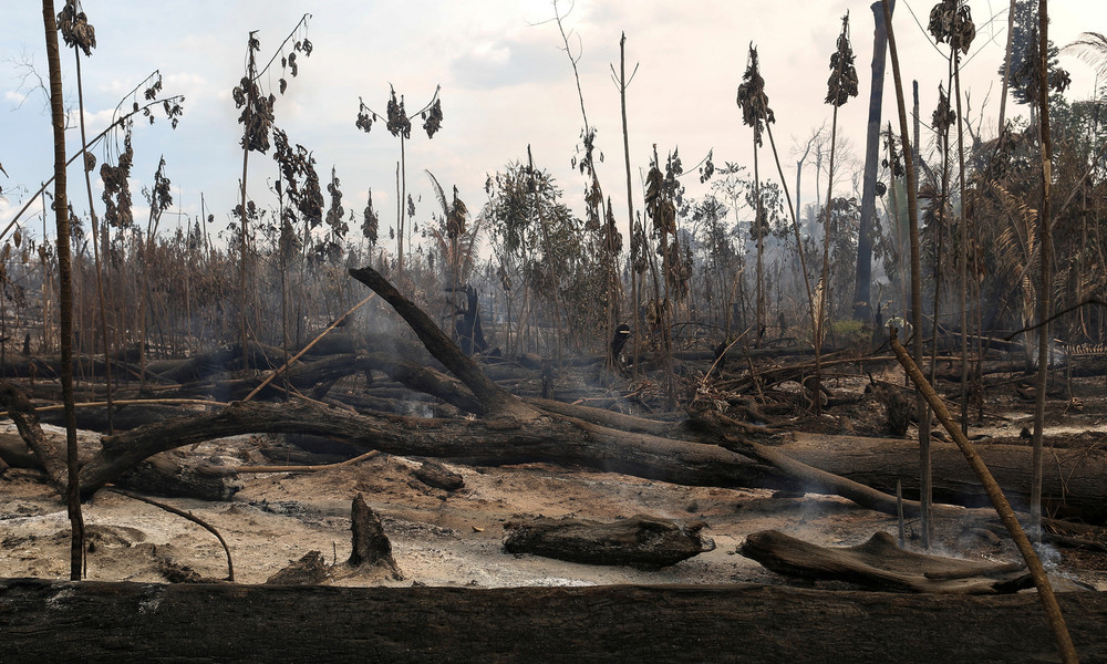 WWF: Massive Regenwaldabholzung bedroht "das Leben, wie wir es kennen"