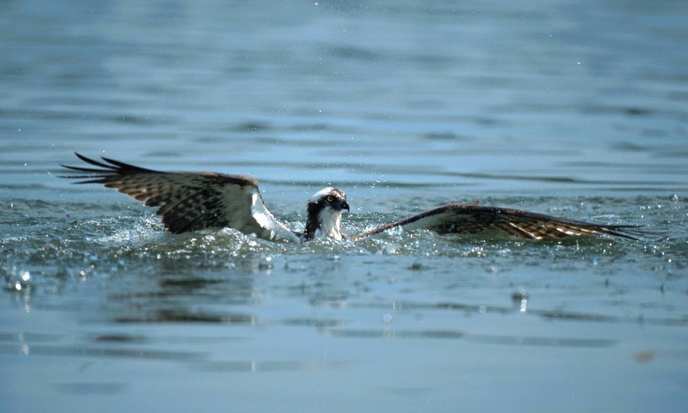 Fischadler verwickelt sich in Angelschnur – Australier rettet Greifvogel aus Ozean