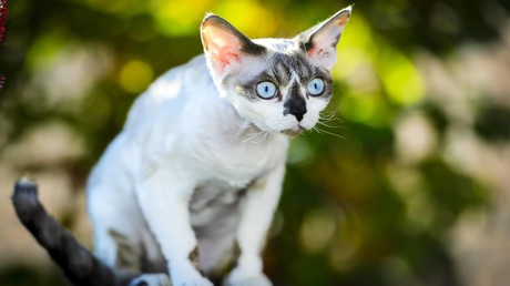 Neues "Problem" für Berlins Justizsenator: Jetzt kümmert er sich auch noch um herumstreunende Katzen