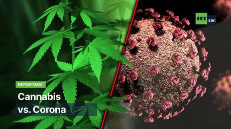 Cannabis vs. Corona: Extravagantes Mittel gegen die Pandemie?