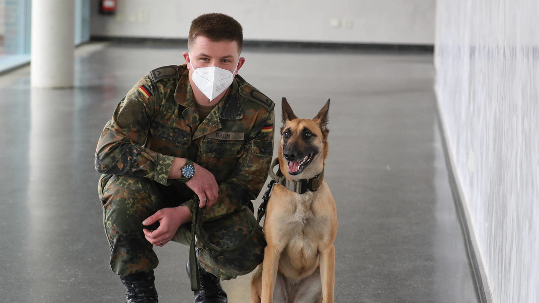 Niedersachsen: Bundeswehr-Spürhunde sollen Corona-Verdachtsfälle "erschnüffeln"